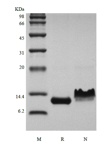 SDS-PAGE von rekombinantem Rhesus-Makaken-Eotaxin/CCL11