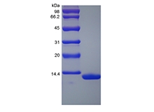 重組恒河猴血清澱粉樣蛋白 A1 的 SDS-PAGE