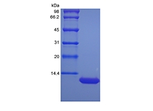 SDS-PAGE della chemochina/CXCL5 CXC indotta da LPS murino ricombinante