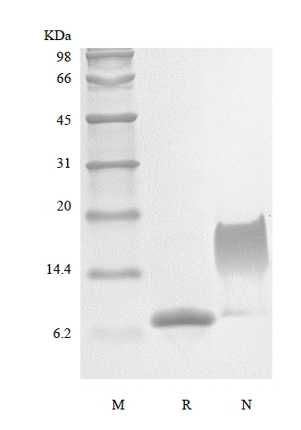 SDS-PAGE von rekombinantem murinen Stromazellen-abgeleiteten Faktor-1 alpha/CXCL12α