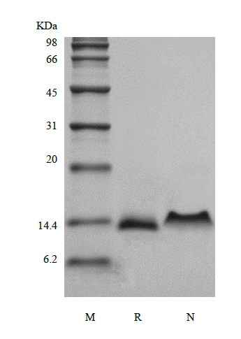 SDS-PAGE dari Protein Murin Rekombinan C10/CCL6