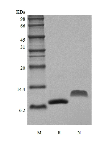 SDS-PAGE של Recombinant Murine Monocyte Chemotactic Protein-2/CCL8