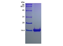 SDS-PAGE de proteína inflamatoria de macrófagos murinos recombinantes-1 gamma / CCL9 / CCL10