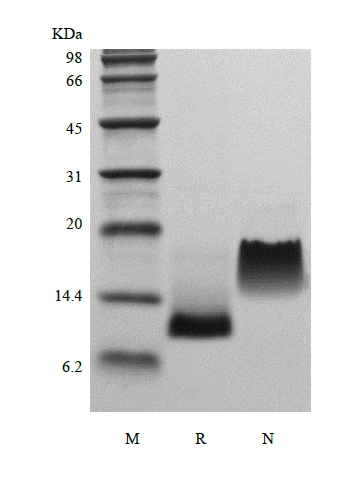 SDS-PAGE של Recombinant Murine Eotaxin/CCL11