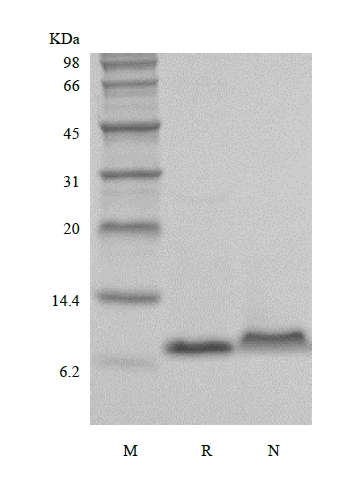 重組鼠巨噬細胞炎症蛋白 3 α/CCL20 的 SDS-PAGE