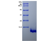 SDS-PAGE des rekombinanten murinen Makrophagen-abgeleiteten Chemokins/CCL22