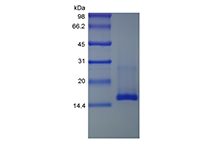 SDS-PAGE della chemochina/CCL28 epiteliale associata alle mucose murine ricombinanti