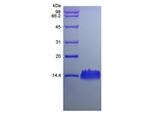 SDS-PAGE de la chimiokine CXC/CXCL5 induite par le LPS de rat recombinant