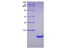 SDS-PAGE des rekombinanten Ratten-Neutrophilen-aktivierenden Peptids 2/CXCL7