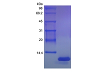 SDS-PAGE de la fractalkine de rat recombinante/CX3CL1