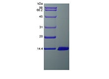 SDS-PAGE de proteína quimioatrayente de monocitos de rata recombinante 3 / CCL7