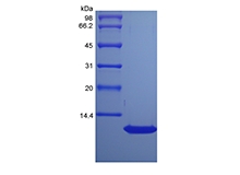 SDS-PAGE de thymus de rat recombinant et chimiokine régulée par activation/CCL17