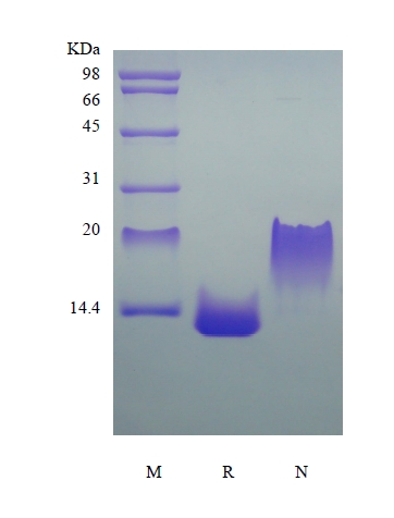 Recombinant Rat Eotaxin-2/CCL24 کا SDS-PAGE