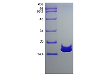 重組大鼠粘膜相關上皮趨化因子/CCL28 的 SDS-PAGE