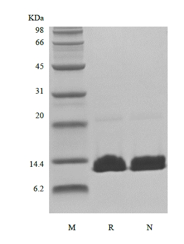 Rekombinant İnsan Paratiroid Hormonunun SDS-PAGE 1-84