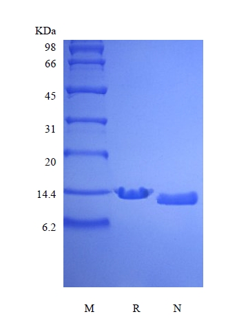 重組人甲狀旁腺激素 1-84、15N 穩定同位素標記的 SDS-PAGE