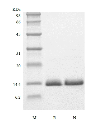 SDS-PAGE des rekombinanten humanen Parathormon-verwandten Proteins