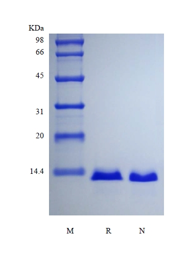 SDS-PAGE de proteína relacionada con la hormona paratiroidea humana recombinante, etiquetada con isótopo estable 15N