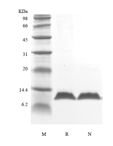 SDS-PAGE de l'hormone parathyroïdienne humaine recombinante 7-84, isotope stable 15N marqué