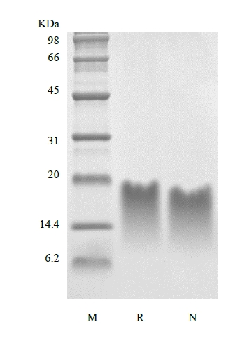 SDS-PAGE de hormônio da paratireóide humana recombinante 39-84 Asp 76