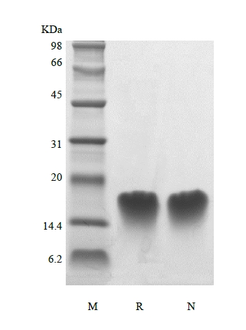 SDS-PAGE de la hormona paratiroidea humana recombinante 39-68