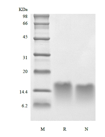 SDS-PAGE de la hormona paratiroidea humana recombinante 44-68