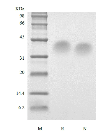 Recombinant Human Parathyroid Harmon 53-84 کا SDS-PAGE