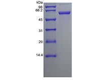 SDS-PAGE de la protéine disulfure isomérase humaine recombinante