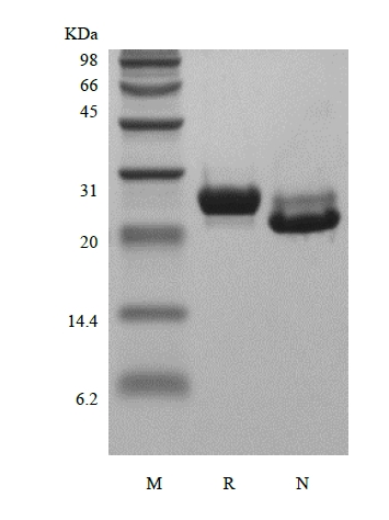 SDS-PAGE рекомбінантного людського простат-специфічного антигену/калікреїну-3
