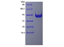 重組 PreScission 蛋白酶的 SDS-PAGE