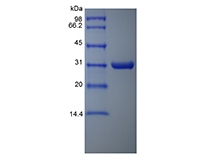 重組氣單胞菌氨肽酶的 SDS-PAGE