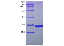 पुनः संयोजक मानव Ubiquitin-conjugating Enzyme E2 I, His . का एसडीएस-पृष्ठ