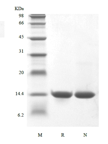 SDS-PAGE rekombinowanego czynnika hamującego migrację człowieka, His, Avi