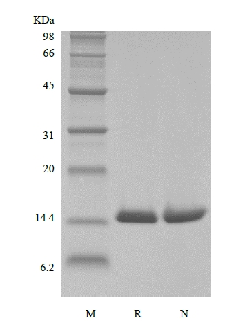 SDS-PAGE du facteur inhibiteur de la migration des macrophages humains recombinants biotinylés, His, Avi