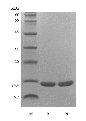 重组人巨噬细胞迁移抑制因子 Avi 的 SDS-PAGE