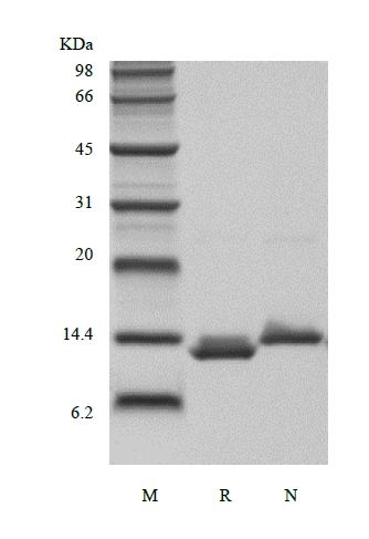 SDS-PAGE של Recombinant Human Macrophage Migration Factor Inhibitory, His