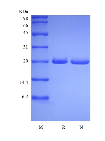 SDS-PAGE dari Syndecan Manusia Rekombinan-4