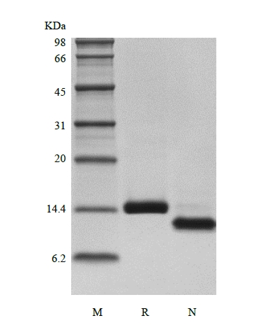 SDS-PAGE de Otoraplin humana recombinante