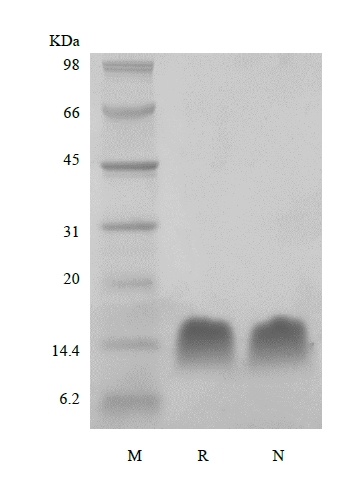 SDS-PAGE de timosina beta 4 humana recombinante