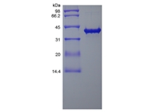 Recombinant Human SOX2-TAT کا SDS-PAGE