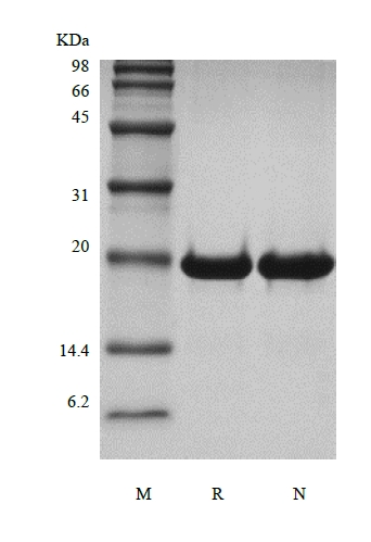 Recombinant Human Desert Hedgehog Cys23IleIle کا SDS-PAGE