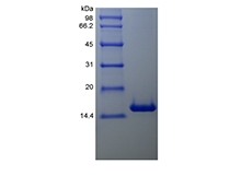 組換えヒトBcl-wのSDS-PAGE