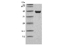 重组人心肌肌钙蛋白T的SDS-PAGE