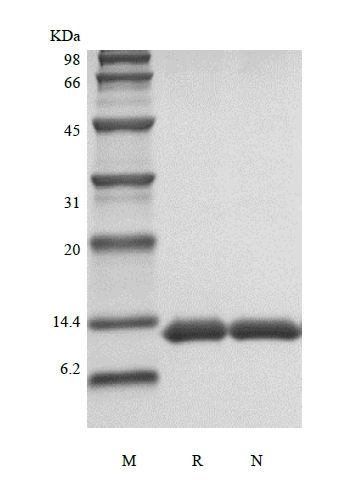 SDS-PAGE Rekombinan Manusia Apolipoprotein-Serum Amyloid A