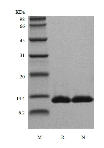 SDS-PAGE Rekombinan Manusia Apolipoprotein-Serum Amyloid A1