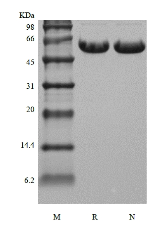 SDS-PAGE von rekombinantem humanem Osteopontin/OPN