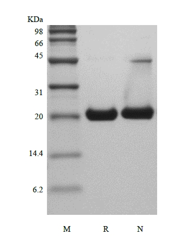 SDS-PAGE of Rekombinant Murine Sonic Hedgehog