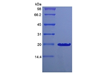 重组鼠沙漠刺猬同源物 Cys23IleIle 的 SDS-PAGE