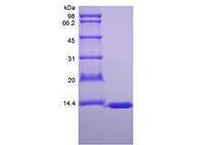 重組鼠脂肪酸結合蛋白 1 的 SDS-PAGE