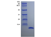 重組大鼠遷移抑制因子的SDS-PAGE